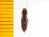  ( - Pfer2)  @12 [ ] Copyright (2013) Unspecified Specimen depository of the Graduate School of Natural Sciences, Nagoya City University