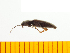  (Melanotus seniculus - Msnc1)  @14 [ ] Copyright (2013) Unspecified Specimen depository of the Graduate School of Natural Sciences, Nagoya City University