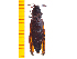  (Pectocera fortunei - Pforf36)  @13 [ ] Copyright (2013) Unspecified Specimen depository of the Graduate School of Natural Sciences, Nagoya City University
