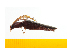  ( - Pforf37)  @13 [ ] Copyright (2013) Unspecified Specimen depository of the Graduate School of Natural Sciences, Nagoya City University