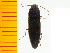  (Melanotus senilis - Msen9)  @13 [ ] Copyright (2013) Unspecified Specimen depository of the Graduate School of Natural Sciences, Nagoya City University