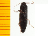  ( - Msen9)  @12 [ ] Copyright (2013) Unspecified Specimen depository of the Graduate School of Natural Sciences, Nagoya City University
