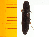  ( - Ayam7)  @13 [ ] Copyright (2013) Unspecified Specimen depository of the Graduate School of Natural Sciences, Nagoya City University