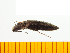  ( - Ayam7)  @12 [ ] Copyright (2013) Unspecified Specimen depository of the Graduate School of Natural Sciences, Nagoya City University