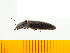  ( - Mcorc6)  @13 [ ] Copyright (2013) Unspecified Specimen depository of the Graduate School of Natural Sciences, Nagoya City University