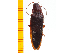  ( - Pforf38)  @13 [ ] Copyright (2013) Unspecified Specimen depository of the Graduate School of Natural Sciences, Nagoya City University