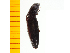  ( - Agig4)  @13 [ ] Copyright (2013) Unspecified Specimen depository of the Graduate School of Natural Sciences, Nagoya City University