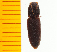  (Platynychus formosanus - Ploo3)  @13 [ ] Copyright (2013) Unspecified Specimen depository of the Graduate School of Natural Sciences, Nagoya City University