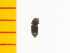  (Zorochros lewisi - Zlew2)  @13 [ ] Copyright (2013) Unspecified Specimen depository of the Graduate School of Natural Sciences, Nagoya City University