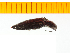  ( - Aori12)  @13 [ ] Copyright (2013) Unspecified Specimen depository of the Graduate School of Natural Sciences, Nagoya City University