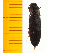  ( - Aatho2)  @12 [ ] Copyright (2013) Unspecified Specimen depository of the Graduate School of Natural Sciences, Nagoya City University