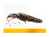  ( - Pforf48)  @13 [ ] Copyright (2013) Unspecified Specimen depository of the Graduate School of Natural Sciences, Nagoya City University