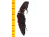  ( - Clarp6)  @12 [ ] Copyright (2013) Unspecified Specimen depository of the Graduate School of Natural Sciences, Nagoya City University