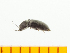  (Zorochros osawai - Zosa1)  @12 [ ] Copyright (2013) Unspecified Specimen depository of the Graduate School of Natural Sciences, Nagoya City University