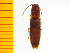 ( - Xkon2)  @14 [ ] Copyright (2013) Unspecified Specimen depository of the Graduate School of Natural Sciences, Nagoya City University