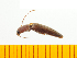  (Xanthopenthes granulipennis - Xgra1)  @13 [ ] Copyright (2013) Unspecified Specimen depository of the Graduate School of Natural Sciences, Nagoya City University