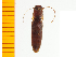  ( - Xgra1)  @12 [ ] Copyright (2013) Unspecified Specimen depository of the Graduate School of Natural Sciences, Nagoya City University