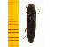  ( - Mcorc1)  @13 [ ] Copyright (2013) Unspecified Specimen depository of the Graduate School of Natural Sciences, Nagoya City University
