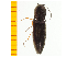  ( - Aaera1)  @12 [ ] Copyright (2013) Unspecified Specimen depository of the Graduate School of Natural Sciences, Nagoya City University