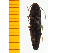  ( - Mcorc3)  @12 [ ] Copyright (2013) Unspecified Specimen depository of the Graduate School of Natural Sciences, Nagoya City University