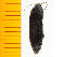  ( - Msen1)  @13 [ ] Copyright (2013) Unspecified Specimen depository of the Graduate School of Natural Sciences, Nagoya City University