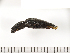 ( - Clarp2)  @13 [ ] Copyright (2013) Unspecified Specimen depository of the Graduate School of Natural Sciences, Nagoya City University