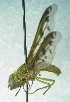  ( - MACN JEC TEB 0065)  @13 [ ] CreativeCommons - Attribution Non-Commercial Share-Alike (2012) Paula Florencia Zermoglio, Jose Emilio Crespo Museo Argentino de Ciencias Naturales