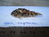  (Corydoras sp - JEQUI_LGC1568)  @15 [ ] Unspecified (default): All Rights Reserved  Unspecified Unspecified