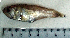  (Apogon smithi - ApSm22Q)  @12 [ ] Unspecified (default): All Rights Reserved  Unspecified Unspecified