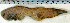  (Cynoglossus sinusarabici - CySi20J)  @12 [ ] Unspecified (default): All Rights Reserved  Unspecified Unspecified