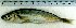  ( - DeRu4H)  @12 [ ] Unspecified (default): All Rights Reserved  Unspecified Unspecified