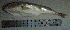  ( - LaSu26S)  @12 [ ] Unspecified (default): All Rights Reserved  Unspecified Unspecified