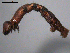  ( - 10PROBE-18732)  @12 [ ] CreativeCommons - Attribution (2010) CBG Photography Group Centre for Biodiversity Genomics