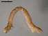 ( - 10PROBE-18808)  @12 [ ] CreativeCommons - Attribution (2010) CBG Photography Group Centre for Biodiversity Genomics
