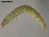  ( - 10PROBE-18812)  @12 [ ] CreativeCommons - Attribution (2010) CBG Photography Group Centre for Biodiversity Genomics