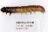 ( - 10PROBE-25750)  @12 [ ] CreativeCommons - Attribution (2010) CBG Photography Group Centre for Biodiversity Genomics