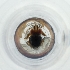 ( - JHGS_019_H4)  @11 [ ] by (2023) Wellcome Sanger Institute (Genome Research Limited) Wellcome Sanger Institute (Genome Research Limited)