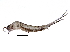  (Archaeognatha - BIOUG29132-F11)  @15 [ ] CreativeCommons - Attribution (2016) CBG Photography Group Centre for Biodiversity Genomics