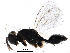  ( - BIOUG29306-C05)  @13 [ ] CreativeCommons - Attribution (2016) CBG Photography Group Centre for Biodiversity Genomics