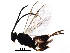  (Apanteles Malaise7955 - BIOUG29361-D08)  @14 [ ] CreativeCommons - Attribution (2016) CBG Photography Group Centre for Biodiversity Genomics