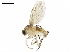  ( - BIOUG28594-D02)  @14 [ ] CreativeCommons - Attribution (2020) CBG Photography Group Centre for Biodiversity Genomics