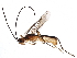  (Heterogamus - BIOUG28659-B04)  @14 [ ] CreativeCommons - Attribution (2016) CBG Photography Group Centre for Biodiversity Genomics