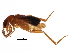  (Ripiphoridae - BIOUG28765-A07)  @14 [ ] CreativeCommons - Attribution (2016) CBG Photography Group Centre for Biodiversity Genomics