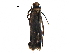  ( - BIOUG28640-G07)  @12 [ ] CreativeCommons - Attribution (2016) CBG Photography Group Centre for Biodiversity Genomics