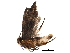  (Keiferia Malaise6589 - BIOUG28737-D08)  @13 [ ] CreativeCommons - Attribution (2016) CBG Photography Group Centre for Biodiversity Genomics