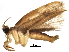  (Antaeotricha Malaise1669 - BIOUG28736-E07)  @13 [ ] CreativeCommons - Attribution (2016) CBG Photography Group Centre for Biodiversity Genomics
