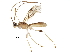  (Aleiodes alanhalevii - BIOUG28817-F08)  @14 [ ] CreativeCommons - Attribution (2016) CBG Photography Group Centre for Biodiversity Genomics