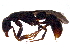  (Platythyrea sp. 1 - BIOUG28624-D10)  @14 [ ] CreativeCommons - Attribution (2016) CBG Photography Group Centre for Biodiversity Genomics