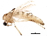  ( - BIOUG28625-F10)  @13 [ ] CreativeCommons - Attribution (2016) CBG Photography Group Centre for Biodiversity Genomics
