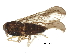  (Caenodelphax teapae - BIOUG28699-A04)  @14 [ ] CreativeCommons - Attribution (2016) CBG Photography Group Centre for Biodiversity Genomics